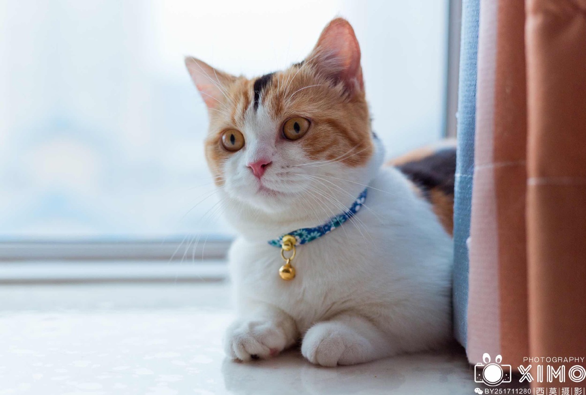 猫界柯基曼基康矮脚猫