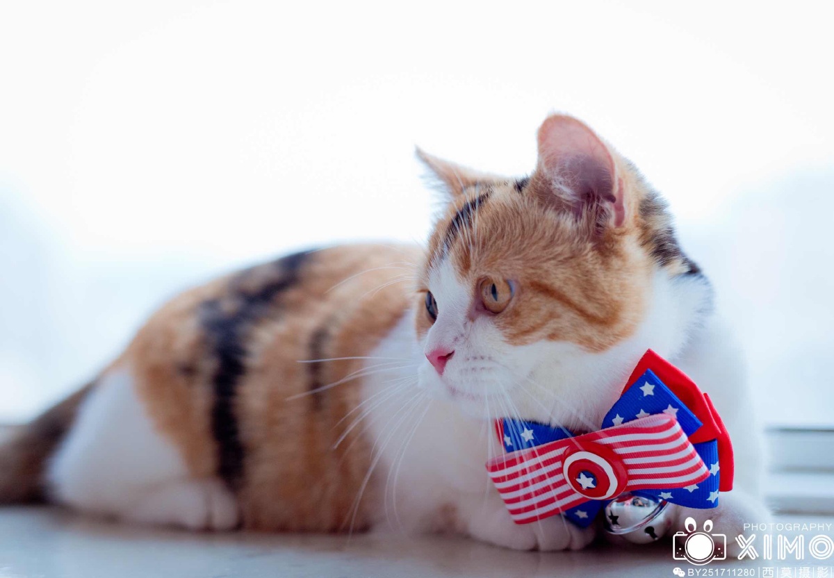 猫界柯基曼基康矮脚猫