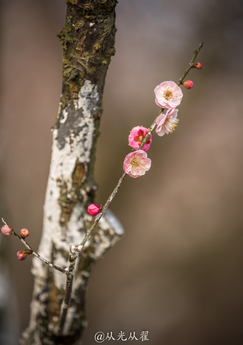 一枝梅花出墙来,一枝梅花(第2页)_大山谷图库