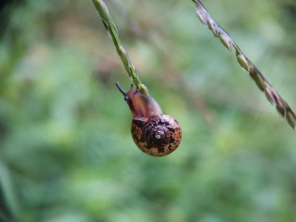 荡秋千的小蜗牛