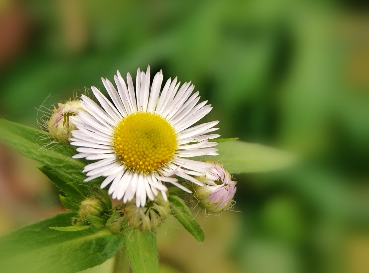 冬日里的一朵雏菊