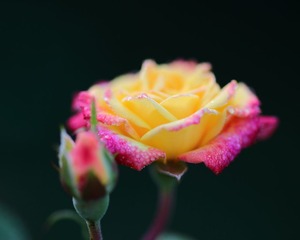 201705303