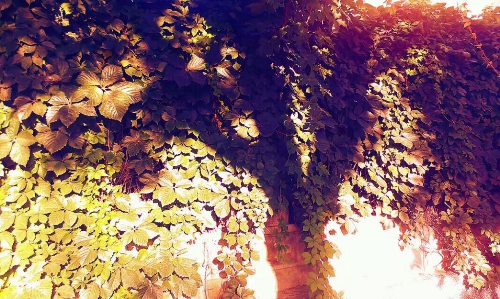 今晨，一缕朝阳映照在一片爬山虎上， 泛着斑驳的金色光芒。秋风习习，爬山虎轻轻摇曳的叶子上，影印着一棵挺拔树木的倔强身影。