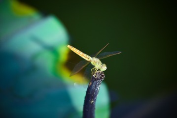 DSC_0050-2