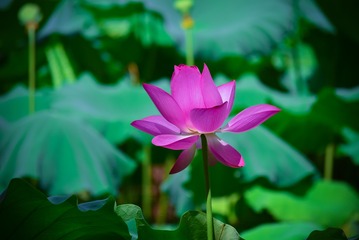 DSC_0083-2