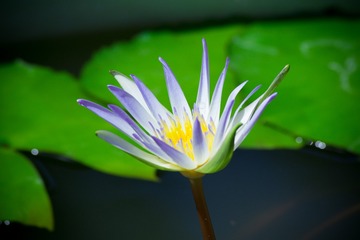 DSC_0690-2