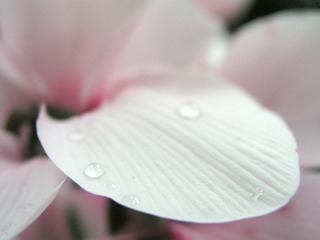 水珠
