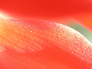 Flamenco02