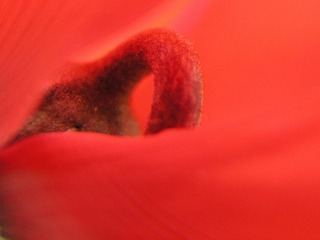 Flamenco01