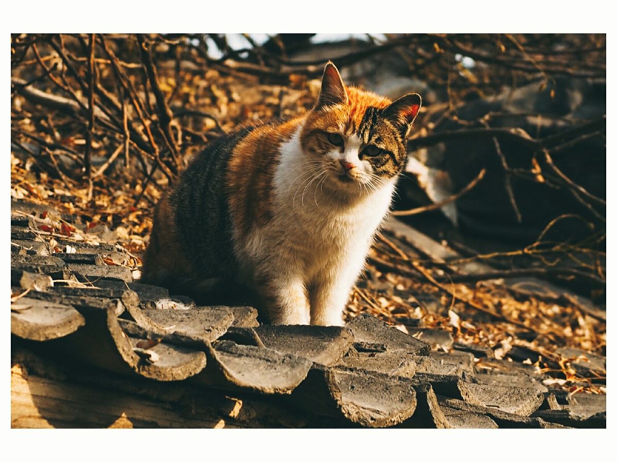 西安老房子屋顶的流浪猫