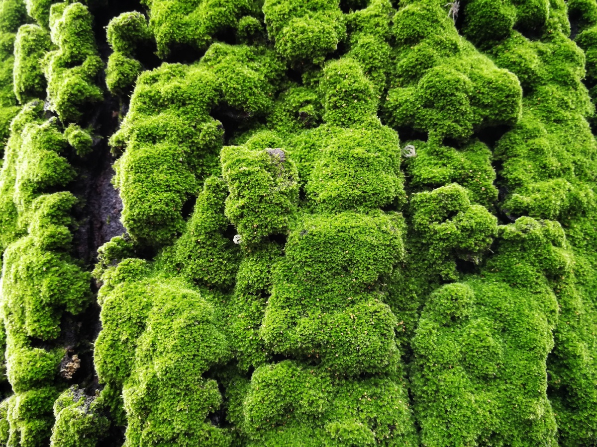 绿苔