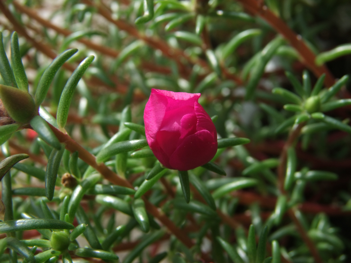 东北的蚂蚁菜花