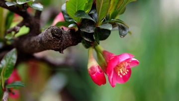 IMGP2447_