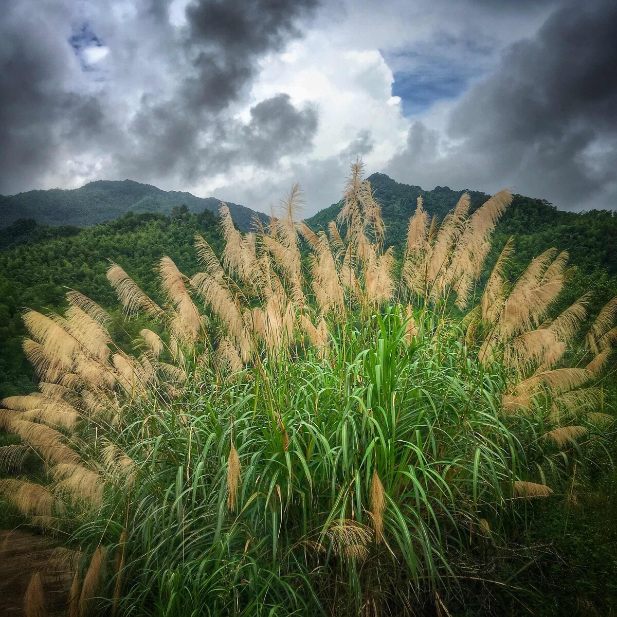 茅草图片大全景观图片