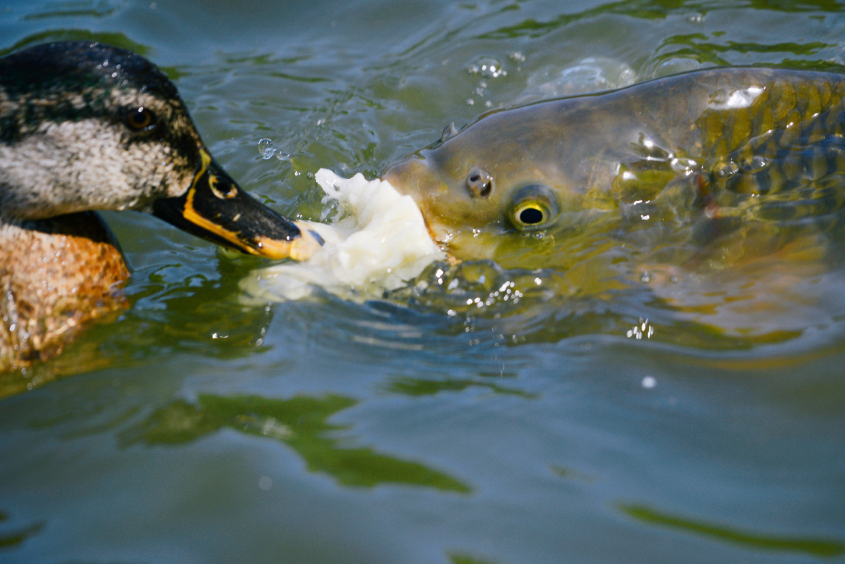 鱼鸭争食