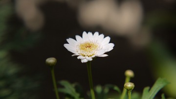 1296102