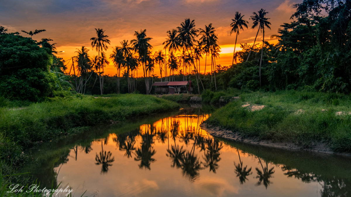 夕阳照射下的椰林风光