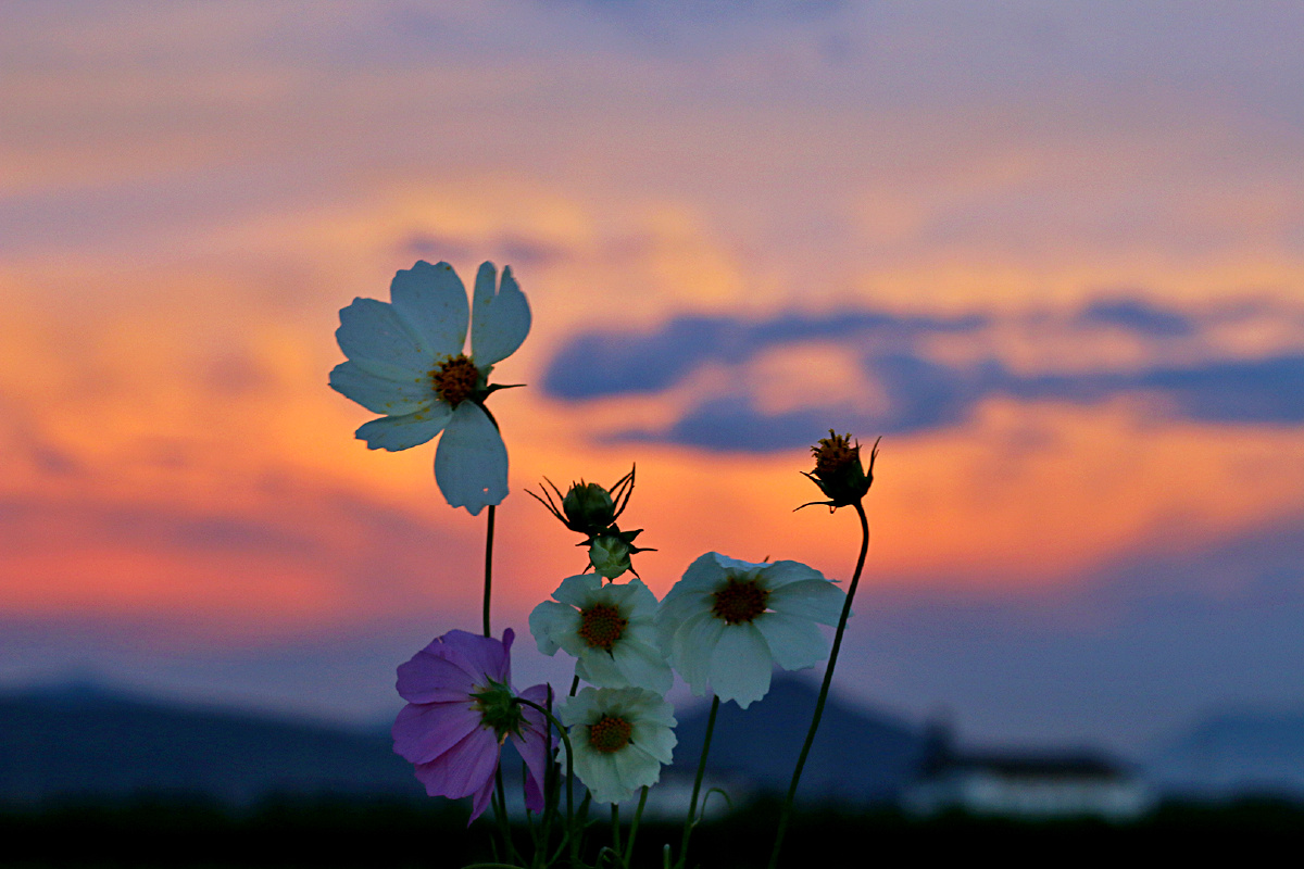 夕阳与花海