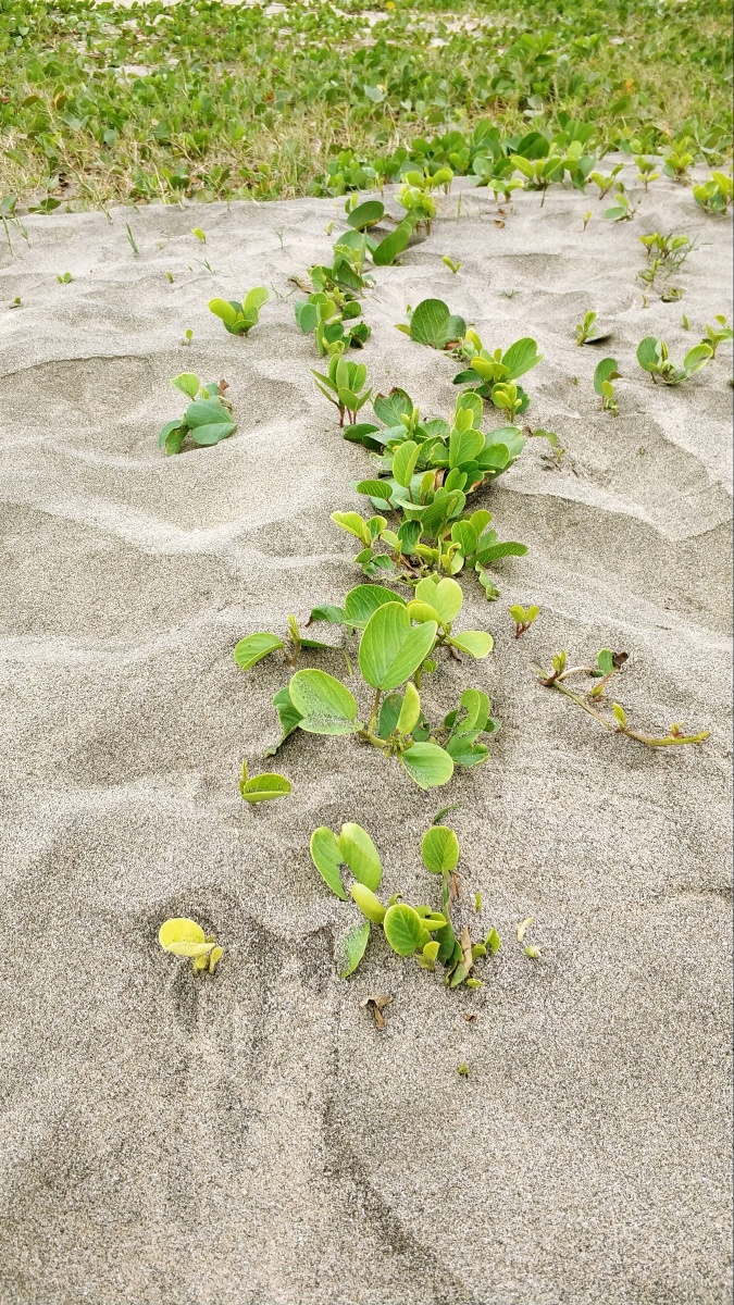 沙地里扎根容易么社会里谋生容易么