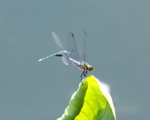 IMG_20170629_211251