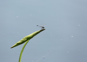 IMG_20170629_210922