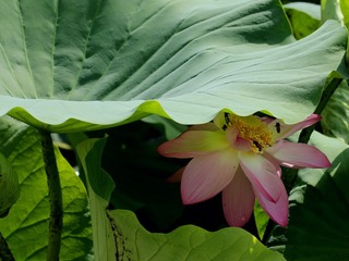 IMG_20170707_120341
