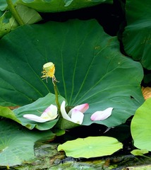IMG_20170723_205802