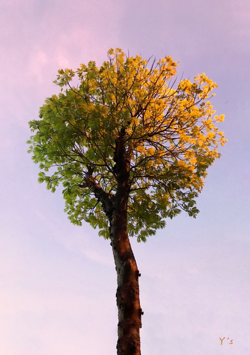 傍晚彩霞满天而初上的华灯染黄了半棵树的叶子