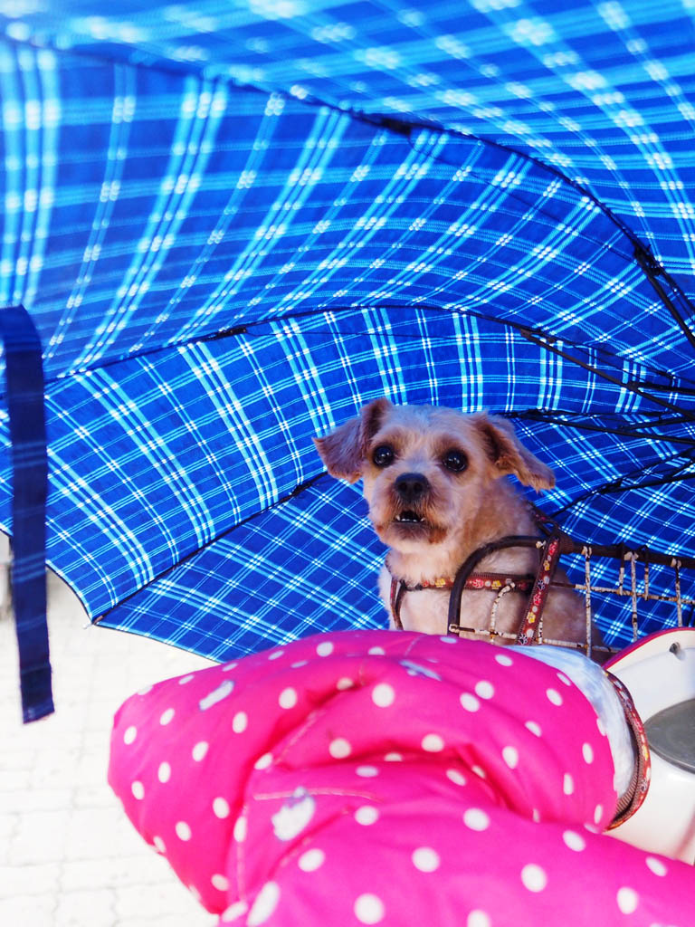 狗狗也喜伞荫下