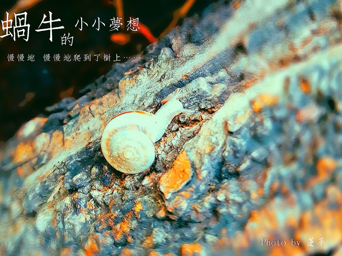 蜗牛的梦想
