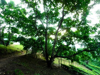SAM_0567