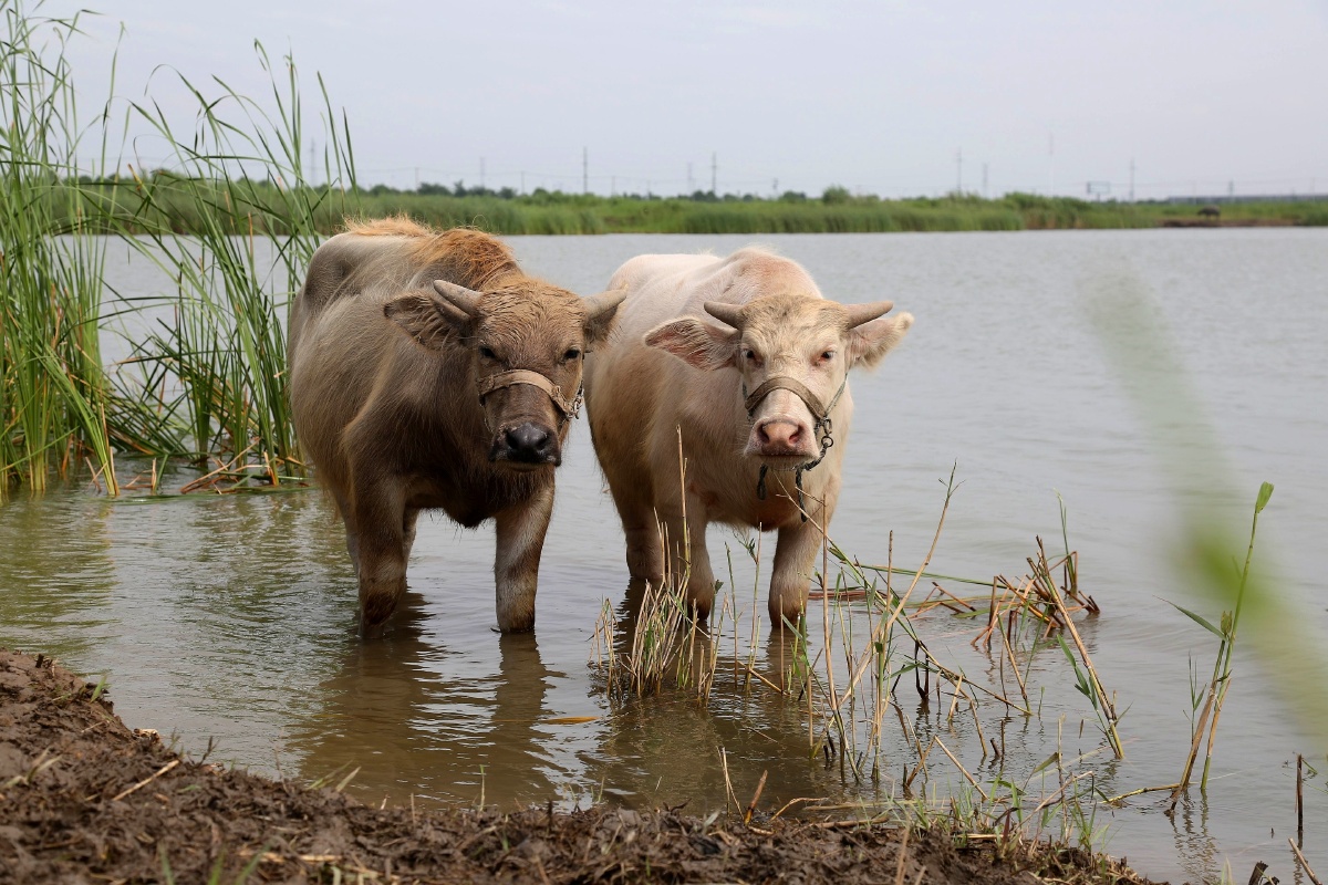 水牛戏水 - 碧波一顷 - 图虫