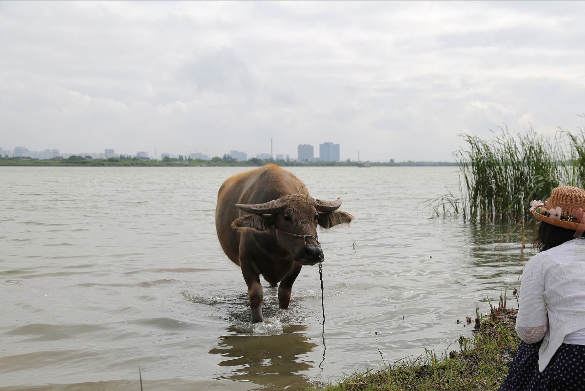 水牛戏水 - 碧波一顷 - 图虫
