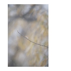 1031