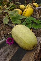P2070161