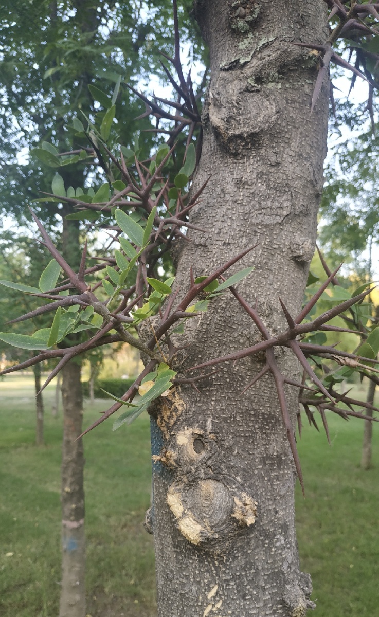 浑身是刺的皂荚树