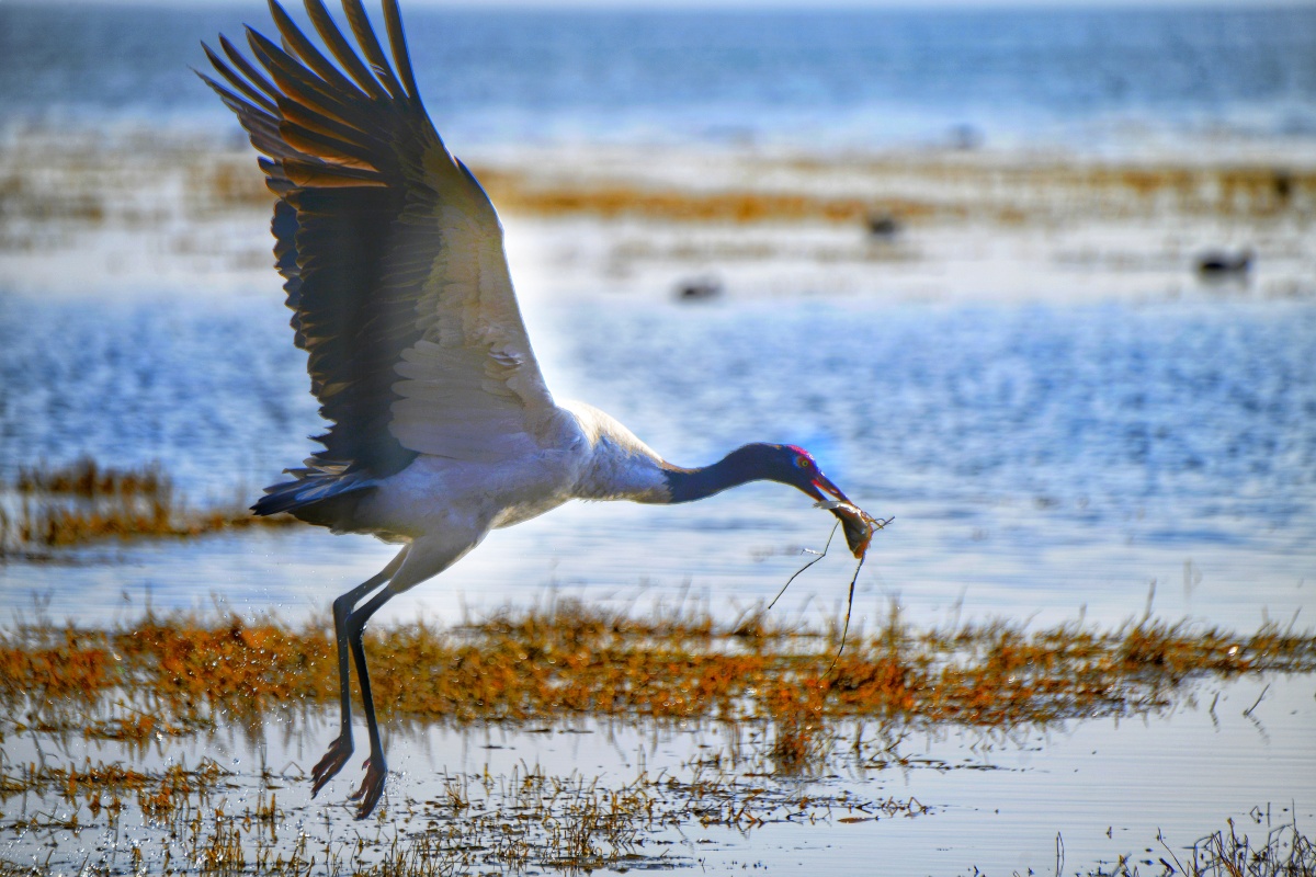 草海黑颈鹤(贵州)