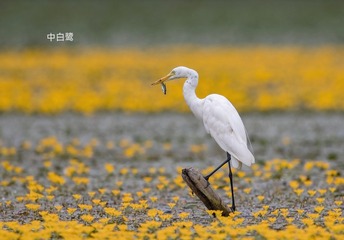 82376