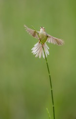 76201