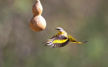 66536