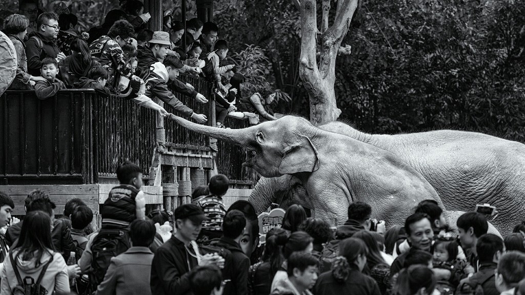 大象游客给关在园区里的人类投掷食物,这是不