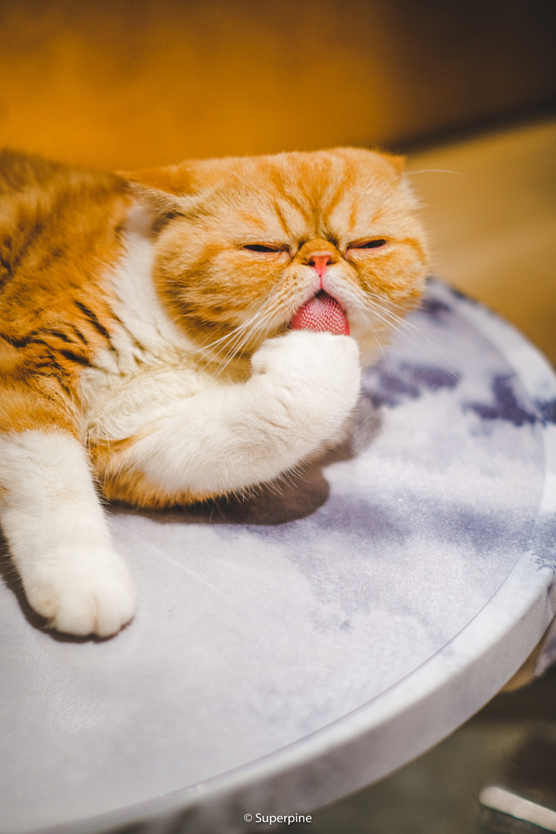 励志猫其实只是爱舔jiojio06