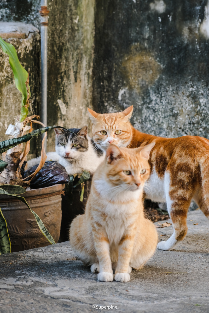 三只猫