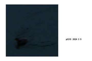 1000027336