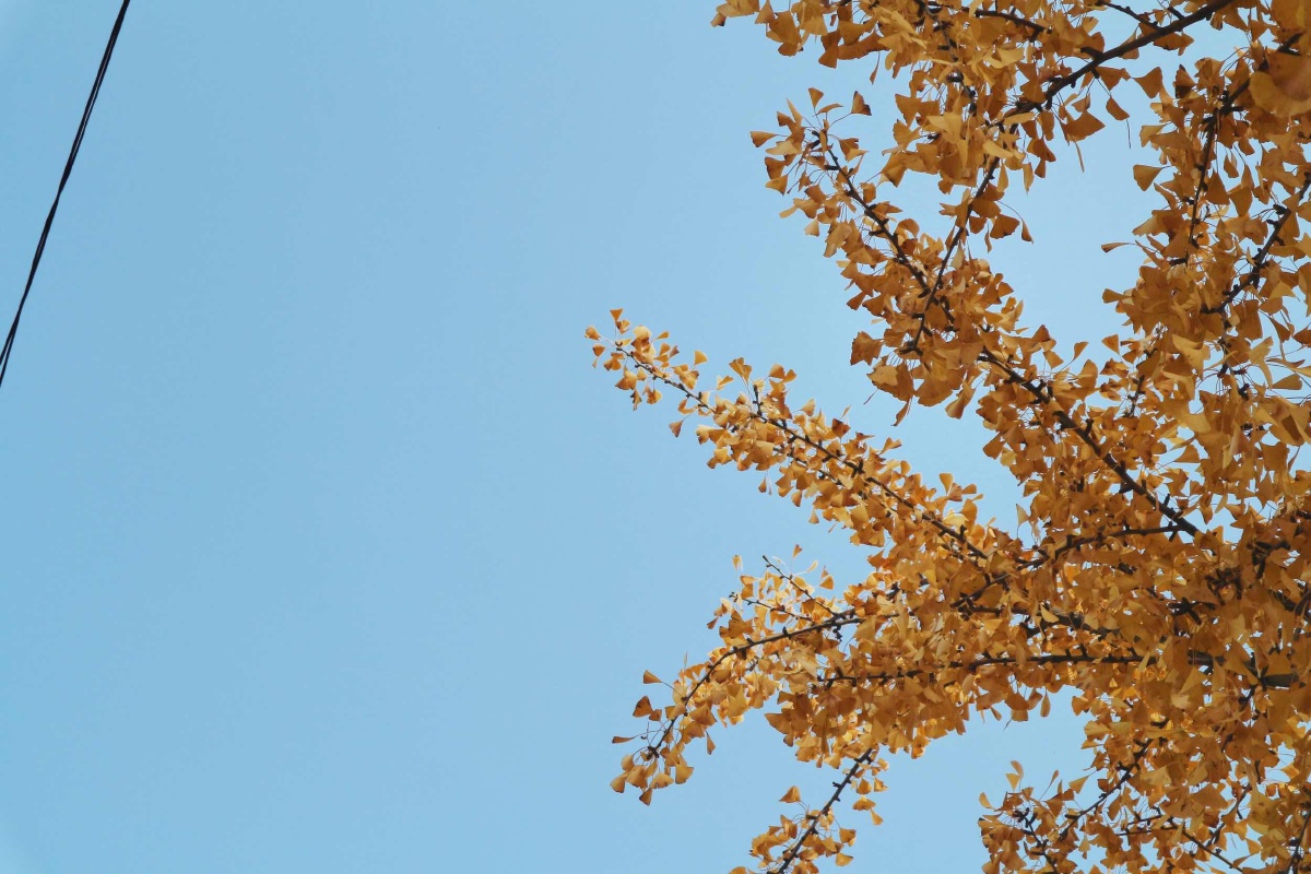 叽叽复叽叽叽叽