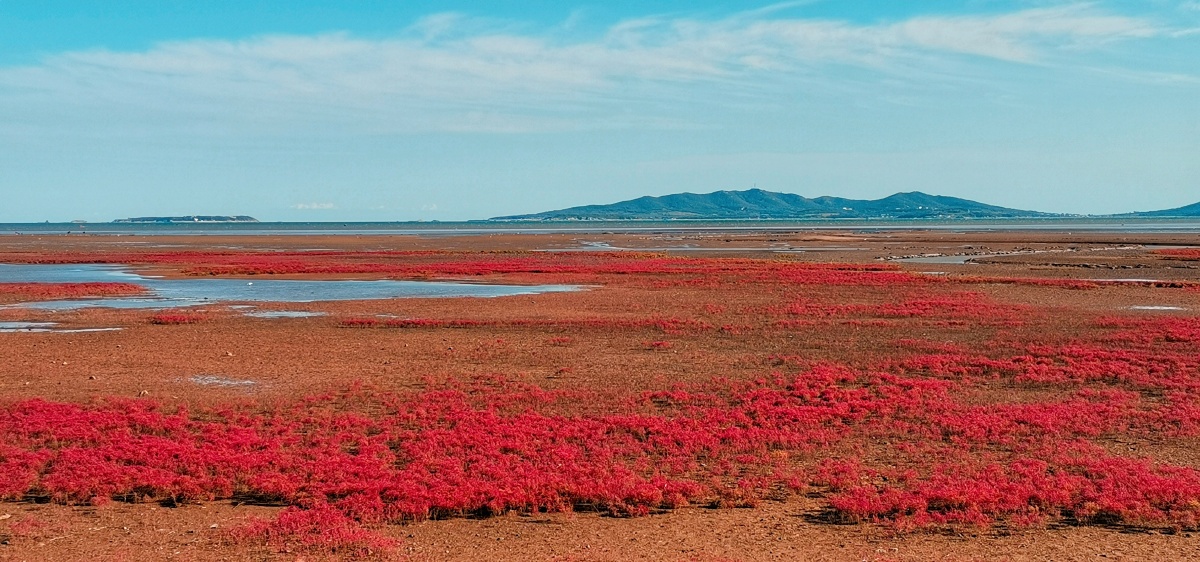 十一假期的兴城红海滩手机拍摄