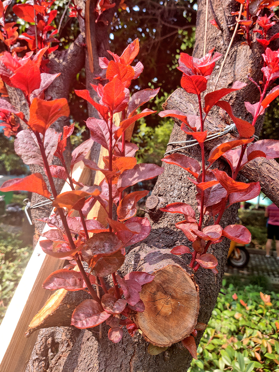 作品名:节外生枝