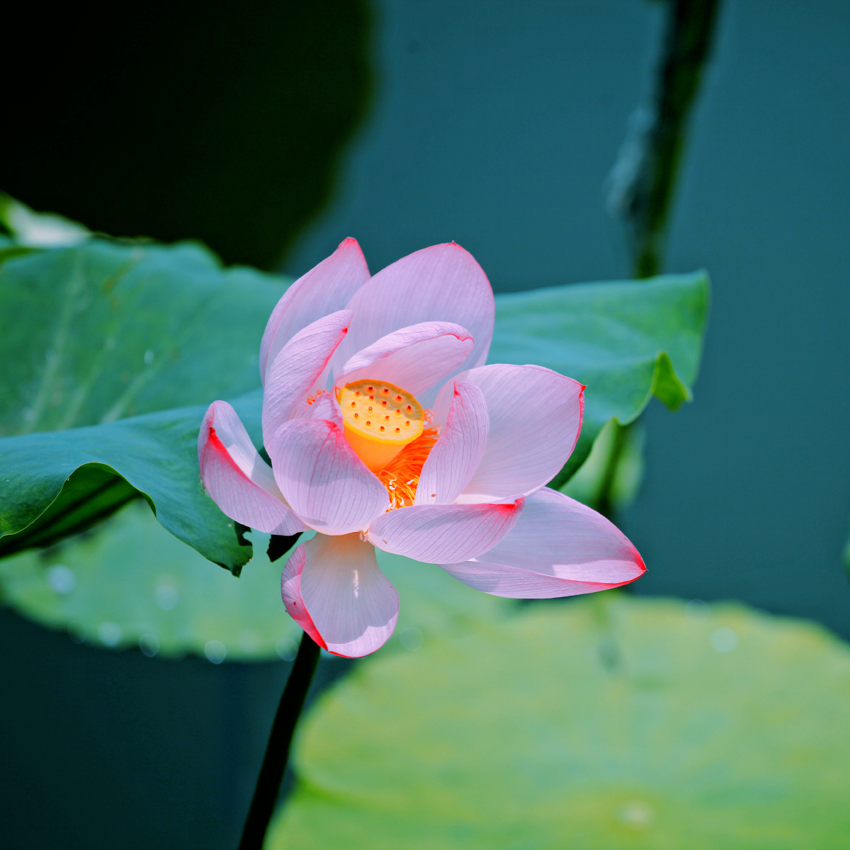 西湖荷花六月中