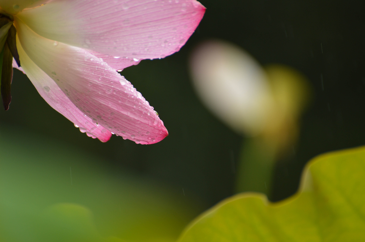雨荷图淋来一身水风过披尘埃酸苦相间极不枉于世间