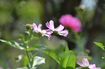 “姊妹花”（直出片，10月5号拍摄于花溪公园。如果使用了三角架，如果有棵更好的镜头，此照的清晰度会更好，“姊妹”会更靓丽。但我懒，没带脚架；银两欠缺，暂时买不起更好的镜头。画质好或不好，只能将就了）